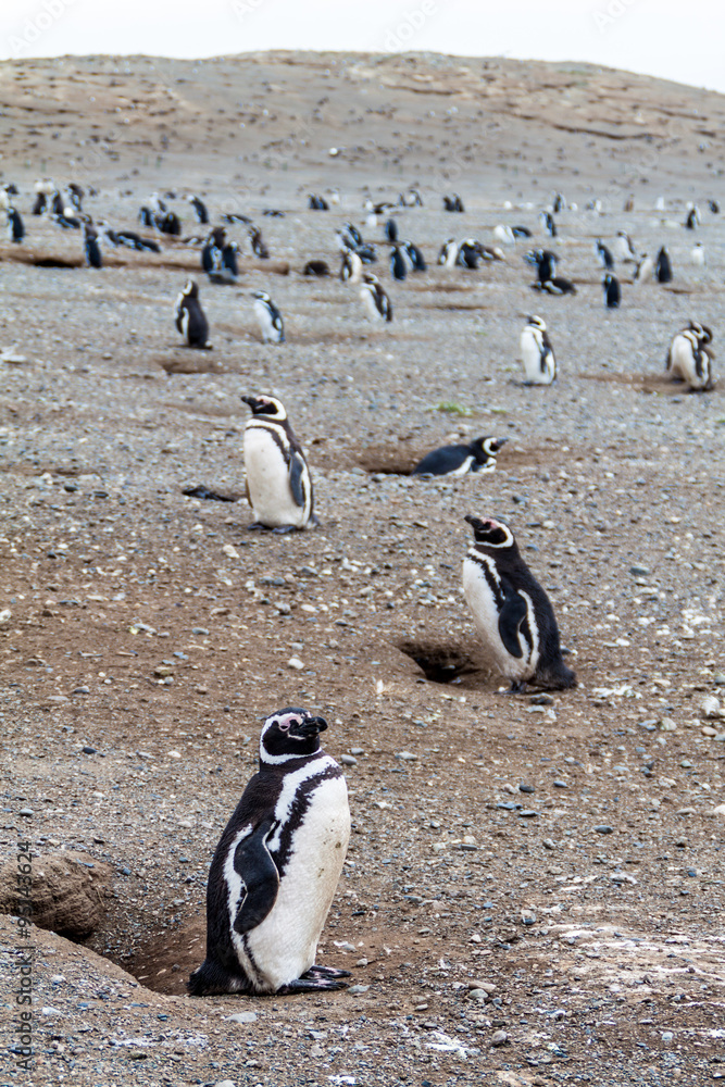 Fototapeta premium Penguin colony on Isla Magdalena island in Magellan Strait, Chile