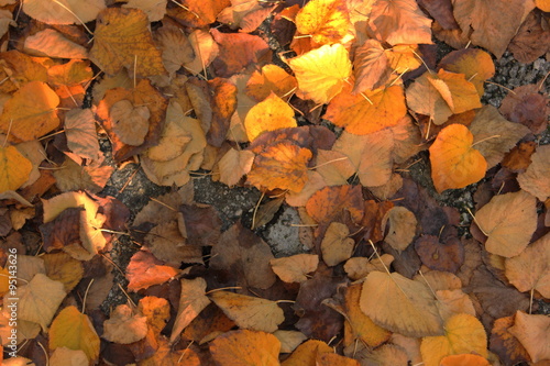autumnal leaves