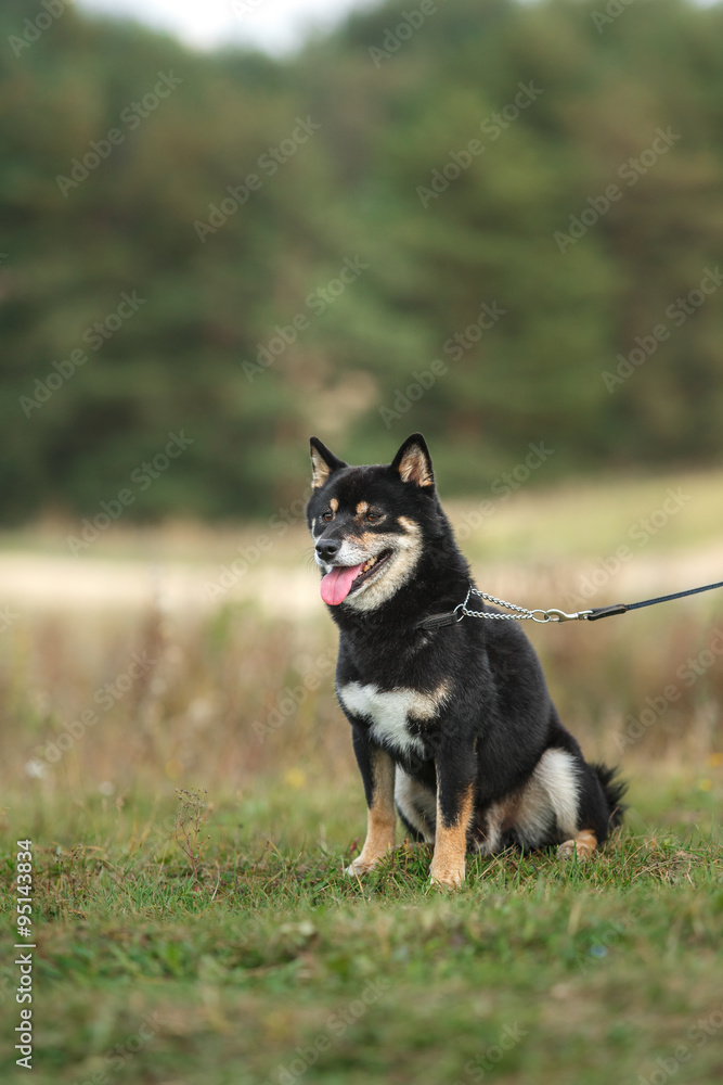 Dog breed black Japanese Shiba Dog breed black Japanese Shiba