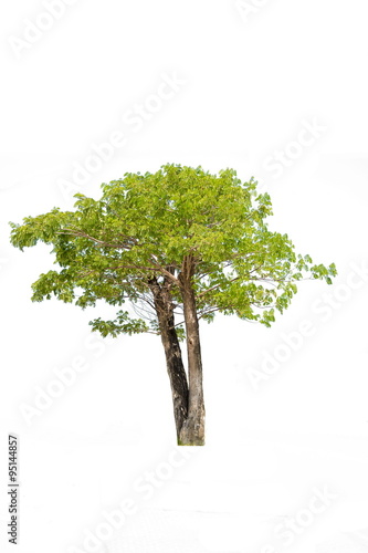 Rain tree (Albizia saman), tropical tree in the northeast of Thailand isolated on white background