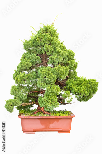 bonsai tree of cypress