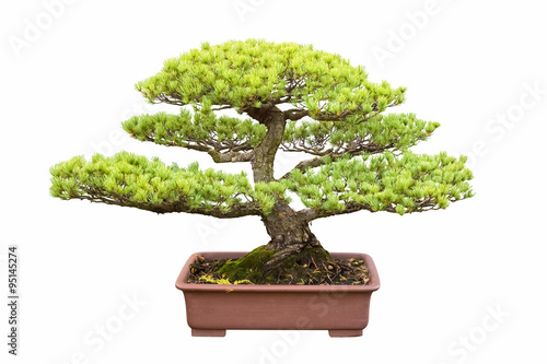 bonsai tree of five needle pine