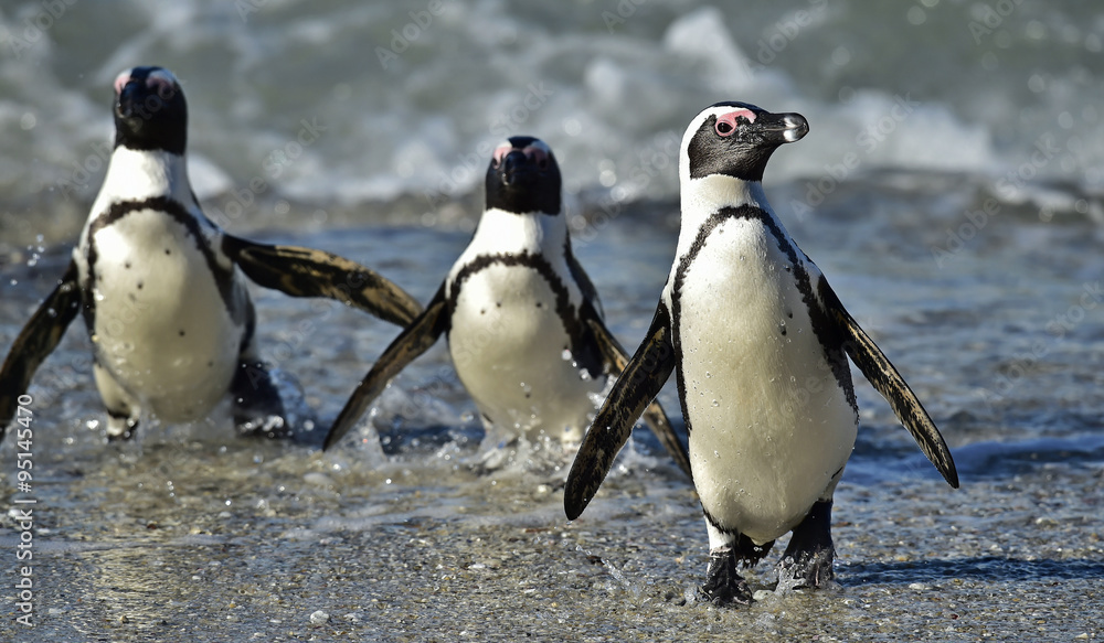 Fototapeta premium African penguins (spheniscus demersus)