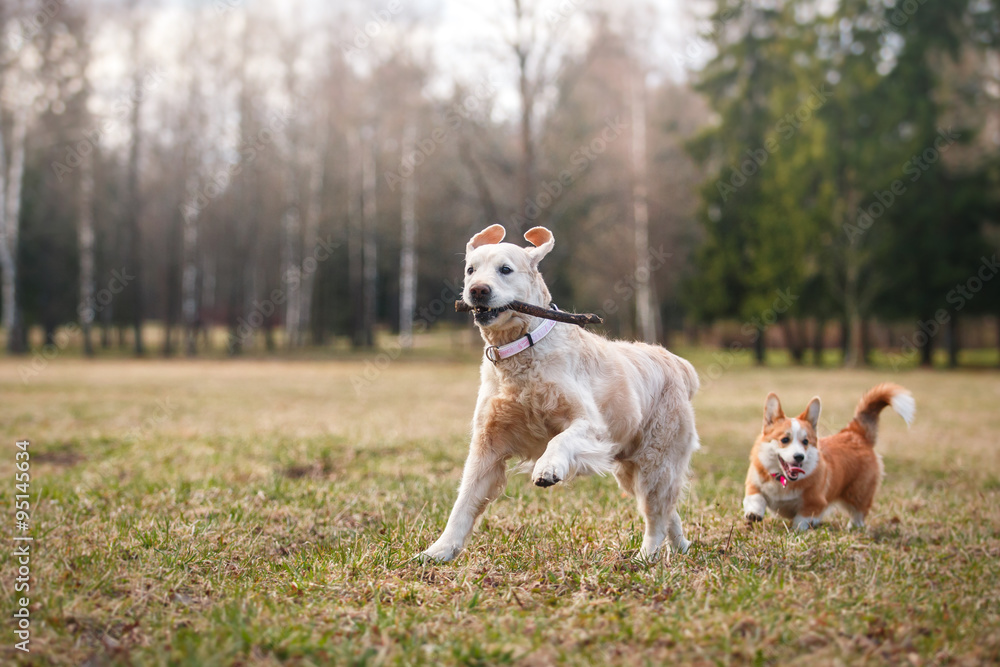 Dog breed Welsh Corgi Pembroke and Golden retriever Dog breed Welsh Corgi Pembroke and Golden retriever