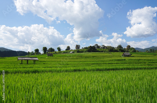 rice field with mountain background