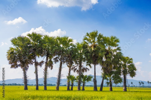 Sugar palm trees in the field on blue sky ,thailand