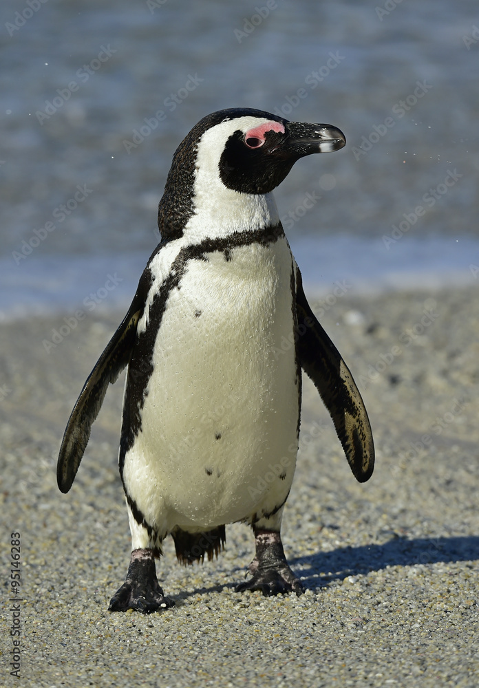 Naklejka premium African penguin (spheniscus demersus) at the Boulders colony. South Africa