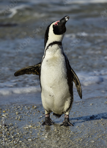 African penguin  spheniscus demersus  at the Boulders colony. South Africa