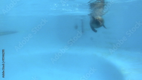 A seal swims profile by camera and then veers off into the distance. photo