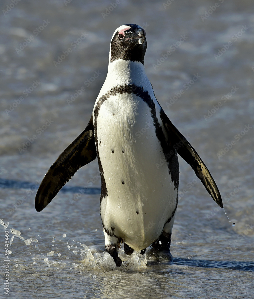 Naklejka premium African penguin (spheniscus demersus) at the Boulders colony. South Africa