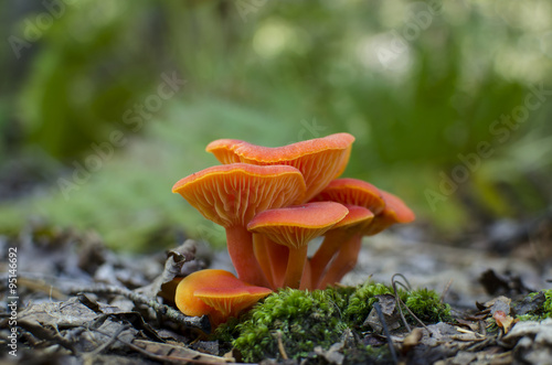Hygrocybe Coccinea - Scarlet Waxcap Colorful Orange Mushrooms Growing on Moss