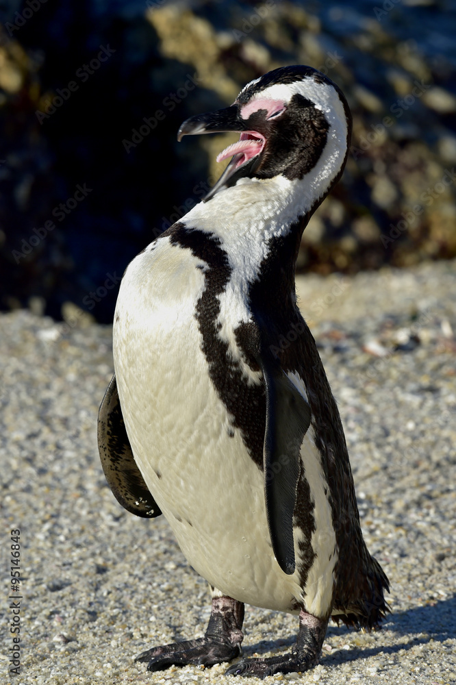 Naklejka premium African penguin (spheniscus demersus) at the Boulders colony. South Africa