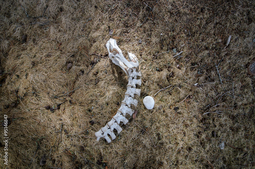 Death Concept: Animal Skeleton Spine Lying in Dead Grass