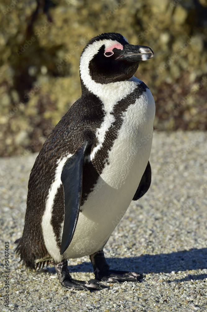 Fototapeta premium Portrait of African penguin (spheniscus demersus)