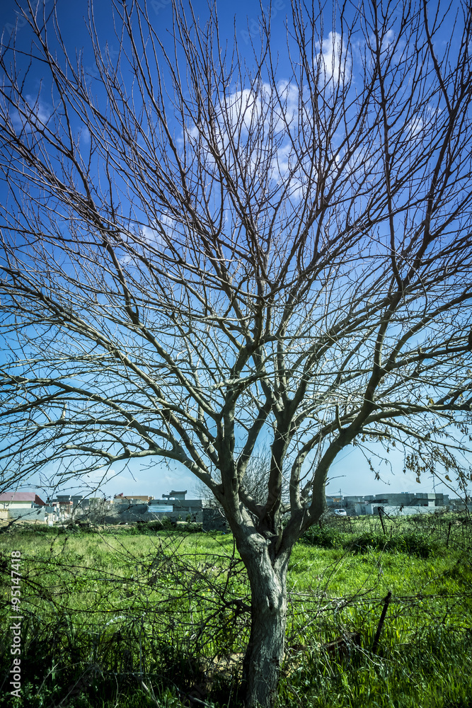 Weathered tree in spring season in Iraqi countryside Weathered tree in spring season in Iraqi countryside