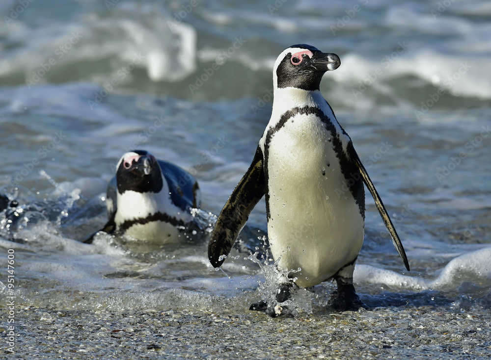 Fototapeta premium Portrait of African penguin (spheniscus demersus)
