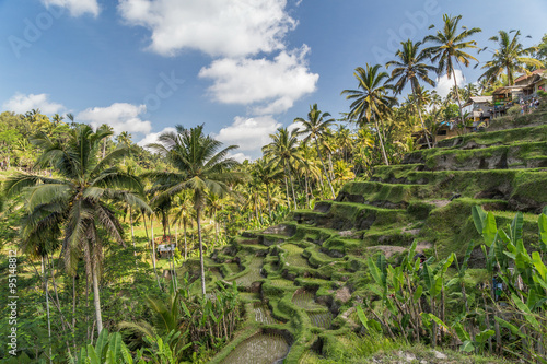 Tegallalang rice terraces in Bali, Indonesia