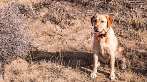 Yellow Labrador Retriever hunting dog sitting in a desert scene, panting.