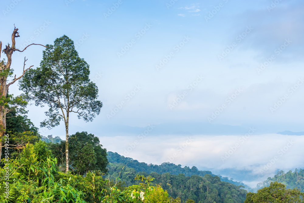 Fototapeta premium fog