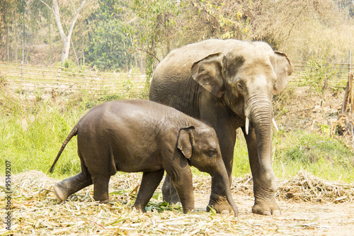 Asian mother elephant staying with her baby in Elephant park  Chiang Mai  Thailand 