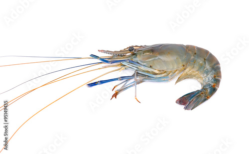 Fresh prawn or shrimp isolated on white background