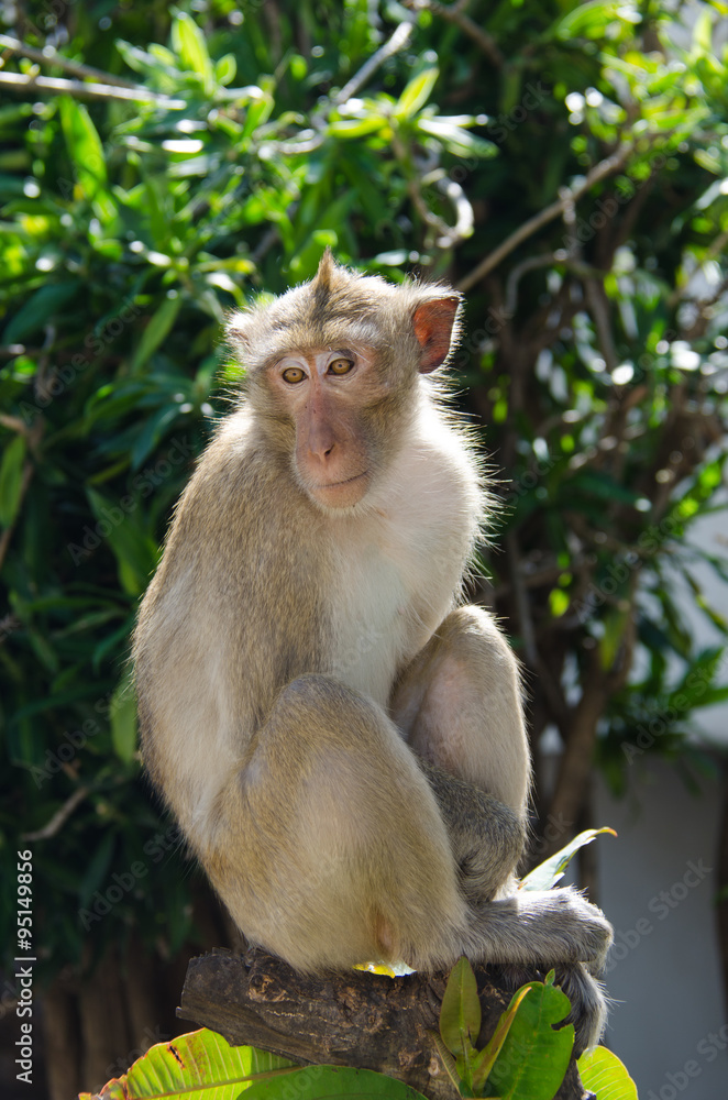 Monkey , Crab-eating macaque