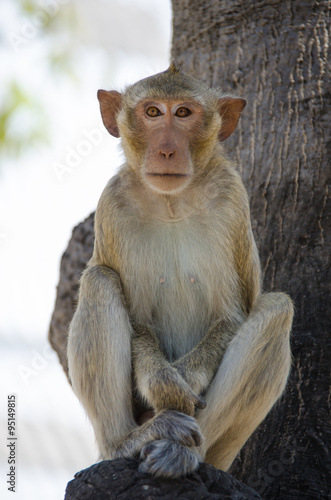 Monkey   Crab-eating macaque