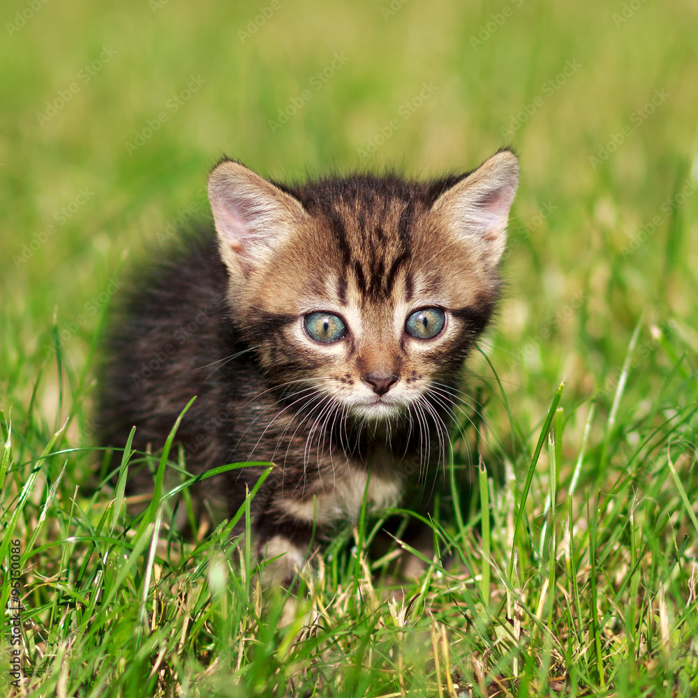 striped cat playing in the grass