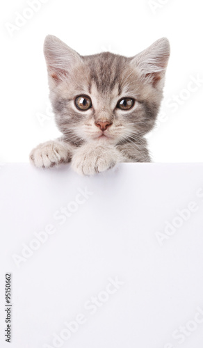 gray cat with white board