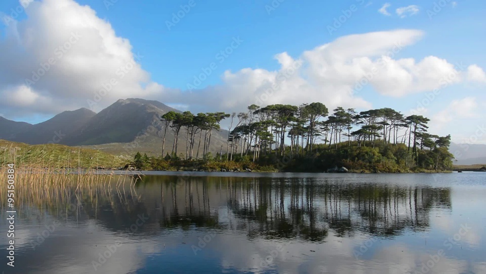 Pine Island, Connemara National Park, Ireland Pine Island, Connemara National Park, Ireland