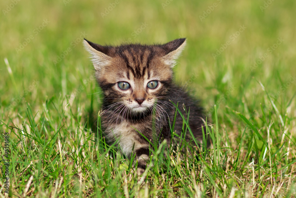 striped cat playing in the grass
