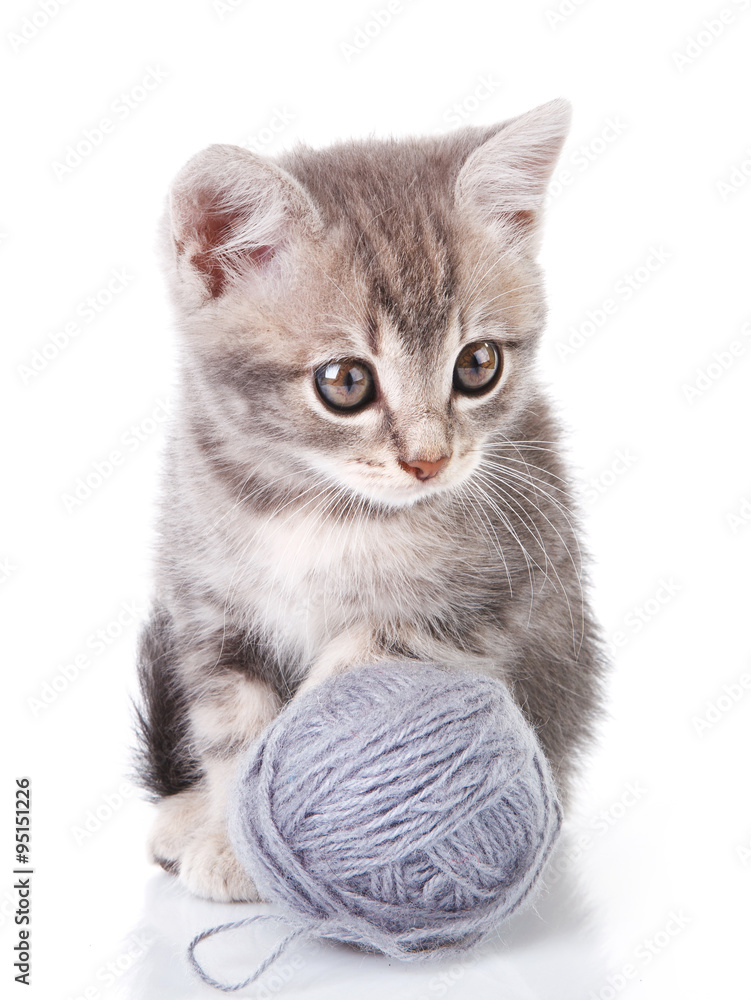 Obraz premium l gray kitten