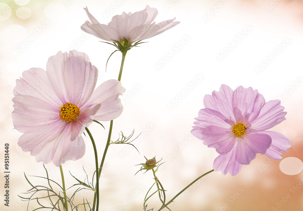  light pink flowers on a abstract background
