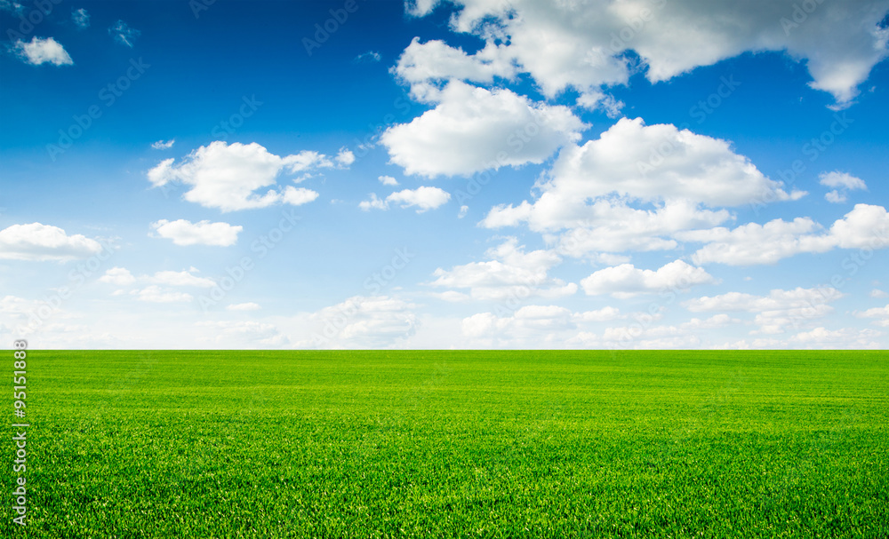 field field