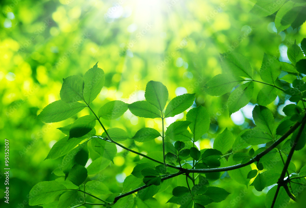 fresh and green leaves fresh and green leaves