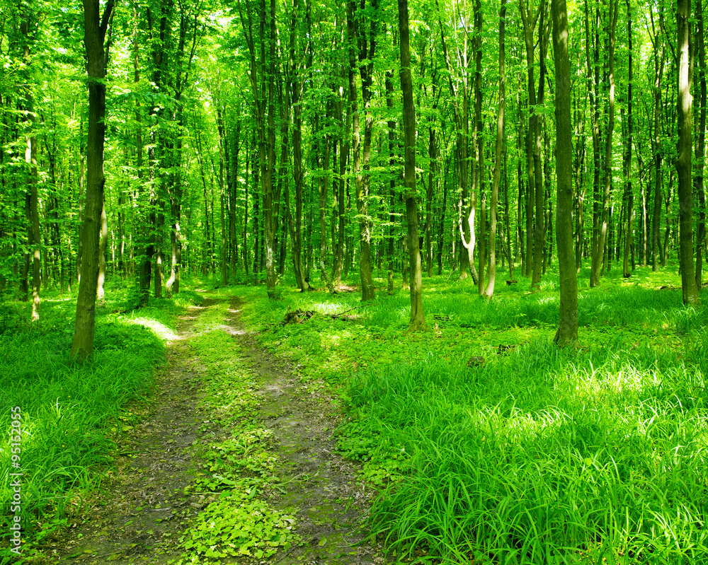 Obraz premium piękny zielony las