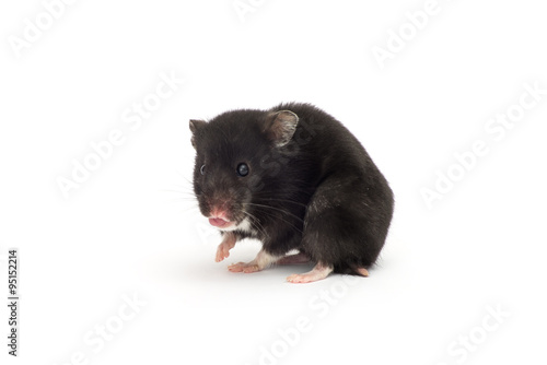 black hamster