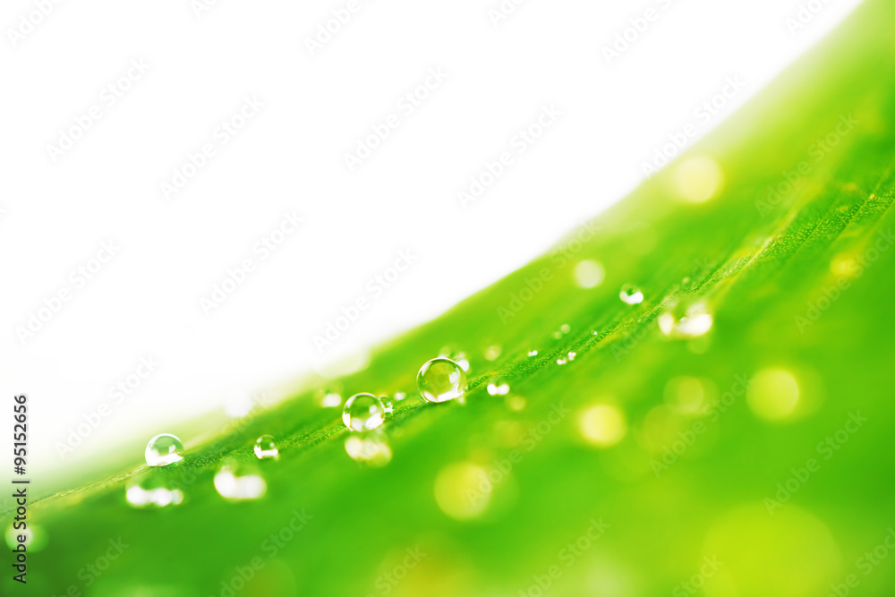 Abstract green leaf texture and water drops for background Abstract green leaf texture and water drops for background
