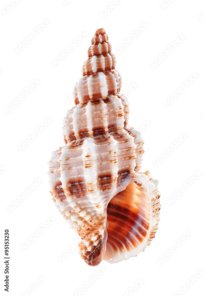 Obraz premium Sea shell isolated on white background