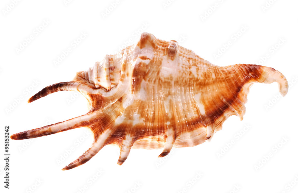 Sea shell isolated on white background Sea shell isolated on white background