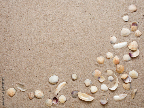 Sea shells on sand. 