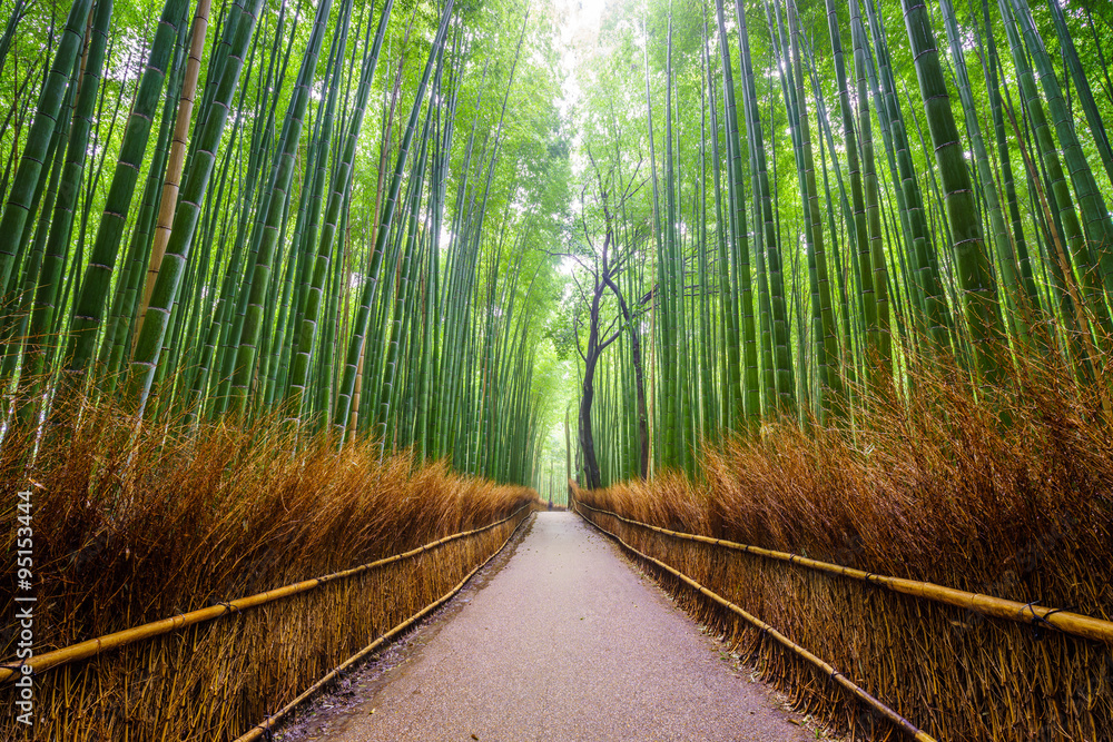 Naklejka premium Ścieżka do lasu bambusowego, Arashiyama, Kioto, Japonia.
