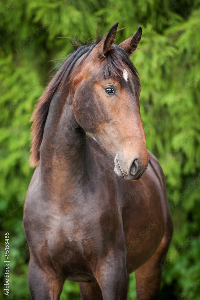 Fototapeta premium Portrait of beautiful bay horse in summer
