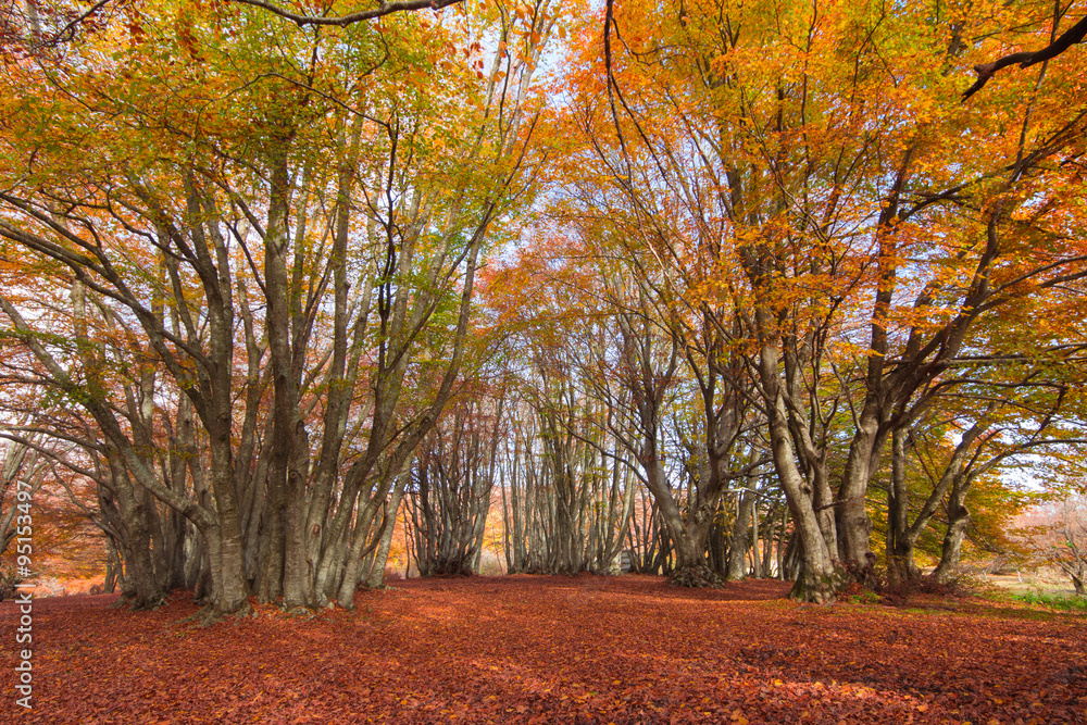 Autunno nella faggeta del Monte San Vicino nelle Marche. Autunno nella faggeta del Monte San Vicino nelle Marche.