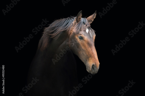 Portrait of beautiful bay horse on the black background