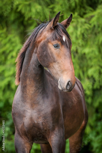 Portrait of beautiful bay horse in summer