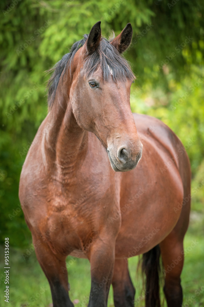 Portrait of beautiful bay horse in summer