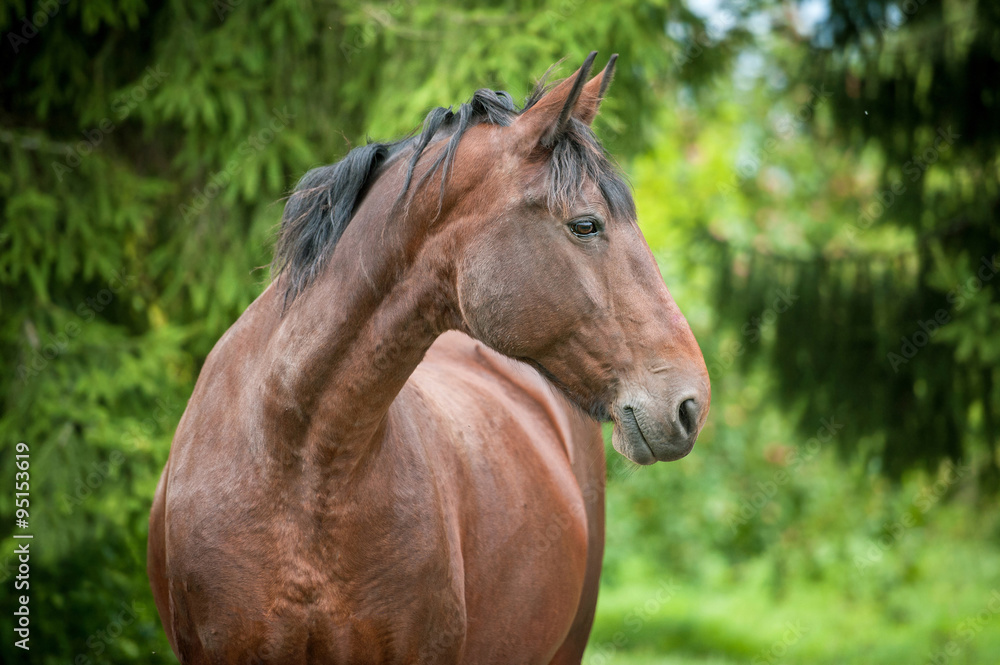 Portrait of beautiful bay horse in summer