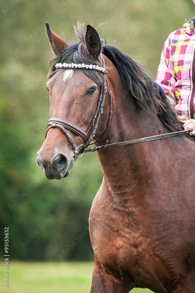 Portrait of a horse wearing a bridle Portrait of a horse wearing a bridle