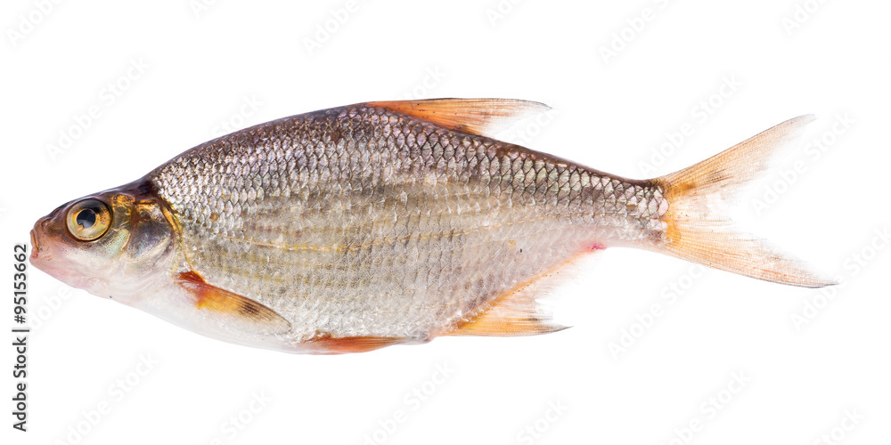 silver bream isolated on white